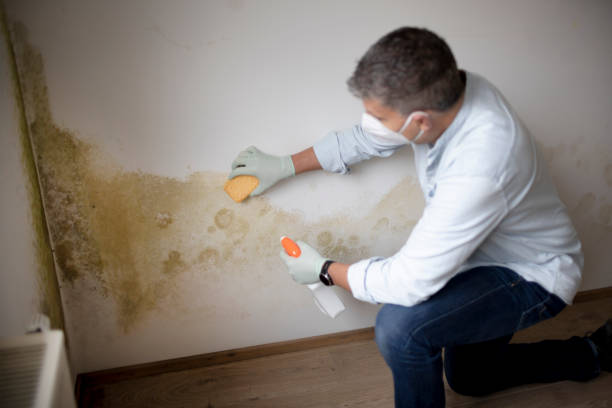  , USA Mold Removal Pros